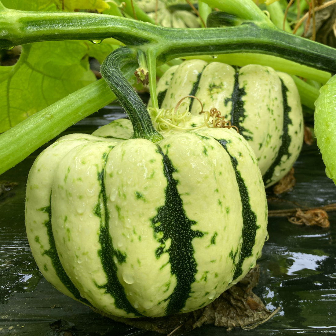 Winter Squash Heart Of Gold